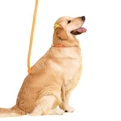 BUDDIES SET COLLAR CORREA Y DISPENSADOR BOLSAS SANITARIAS